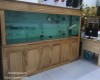 Hồ ca rồng 2m50  lắp đặt tại nhà anh Hải Quân 12 - Tphcm