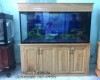Hồ cá  cá rồng 1m55 lắp đặt tại nhà anh Nữ Phan Thiết  - Bình Thuân 
