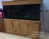 Hồ cá rồng 1m76 lắp đặt tại nhà anh Thọ Tân Hiêp - Biên Hoà