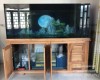 Hồ cá rồng 2m3 lắp đặt tại nhà anh Sơn  Hố Nai - Biên Hoà