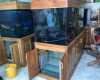 Hồ cá rồng 1m6 lắp đặt tại nhà anh Nam Phan Thiết - Bình  Thuận