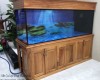 Hồ cá rồng 1m55 lắp đặt tại Long Bình Biên Hoà   - Đồng Nai