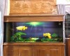 2 Hồ cá rồng 2m2 lắp đặt tại nhà a Tuấn Hố Nai - Biên Hoà
