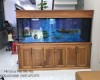 Hồ cá rồng 1m55 lắp đặt tại Long Bình Biên Hoà   - Đồng Nai