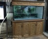 Hồ cá rồng 1m55 lắp đặt tại nhà anh Thịnh Long Bình Tân     - Biên Hoà