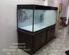 Hồ ca rồng 1m76 lắp đặt tại nhà chú Quốc - Biên Hoà