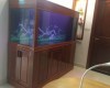 Hồ cá rồng 176 x 69 x81 lắp đặt tại nhà anh Nam - TPHCM