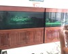 2 Hồ cá rồng 2m lắp đặt tại nhà chú Đức cổng 2 sân bay Biên Hoà 