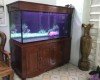 Hồ cá rồng 1m55 lắp đặt tại Hố Nai - Biên Hoà .