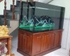 Hồ cá rồng 1m6 lắp đặt tại nhà anh Hùynh  Dĩ an - Bình Dương .