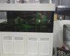 Hồ cá rồng 1m55 lắp đặt tại Đức Trọng - Lâm Đồng 